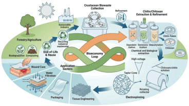 Electrospun ChitosanChitin Nanofibers from Crustacean Biowaste A Sustainable Route toward Circular Bioeconomy Applications