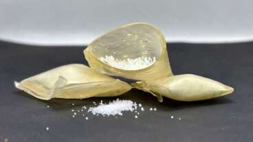 Starch sachets release fertilizer in a controlled manner and can replace petroleum-derived polymers