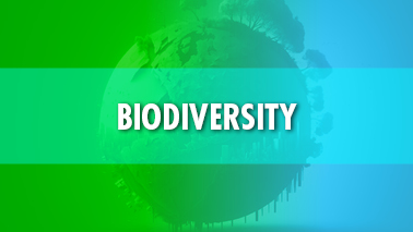 Peers Alley Media: Biodiversity