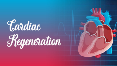 Peers Alley Media: Cardiac Regeneration