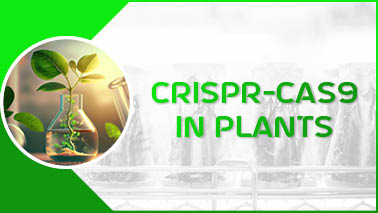 Peers Alley Media: CRISPR-Cas9 in Plants