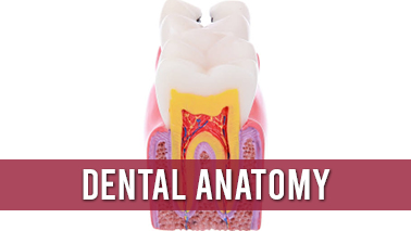 Peers Alley Media: Dental Anatomy