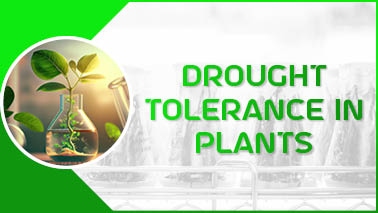 Peers Alley Media: Drought Tolerance in Plants