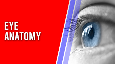 Peers Alley Media: Eye Anatomy
