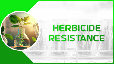 Peers Alley Media: Herbicide Resistance