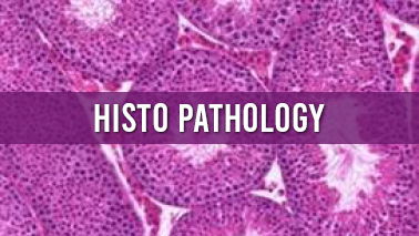 Peers Alley Media: Histopathology