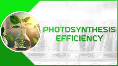 Peers Alley Media: Photosynthesis Efficiency