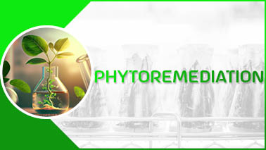 Peers Alley Media: Phytoremediation