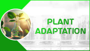 Peers Alley Media: Plant Adaptation