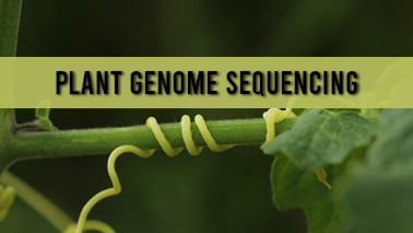 Peers Alley Media: Plant Genome Sequencing