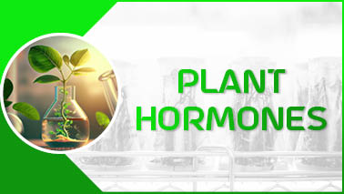 Peers Alley Media: Plant Hormones