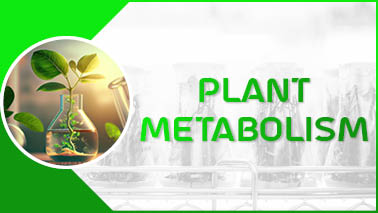 Peers Alley Media: Plant Metabolism