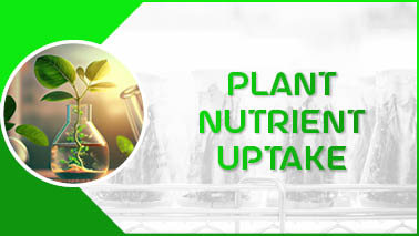 Peers Alley Media: Plant Nutrient Uptake