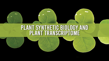 Peers Alley Media: Plant Synthetic Biology and Plant Transcriptome