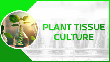 Peers Alley Media: Plant Tissue Culture