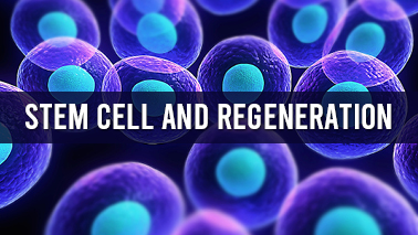 Peers Alley Media: Stem cell  Regeneration