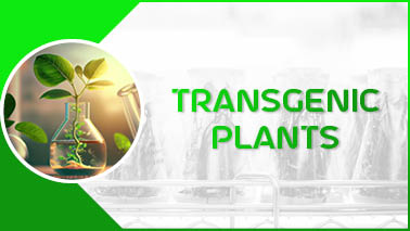 Peers Alley Media: Transgenic Plants