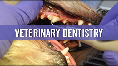 Peers Alley Media: Veterinary Dentistry