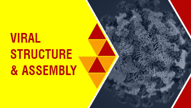 Peers Alley Media: Viral Structure and Assembly
